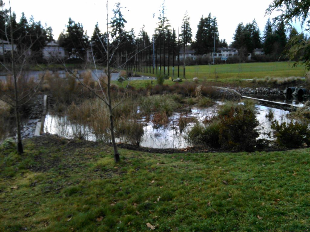 Hybrid Wetpond/Wetland at Yauger Park LID Stormwater Facility