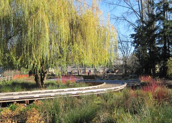 Lyon Creek Flood Mitigation Project Restores Salmon Habitat in Lake Forest Park